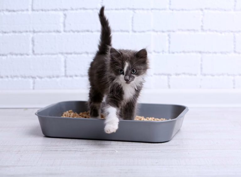 Kokusuzlukta Çığır Açan Kedi Kumu Deneyimi