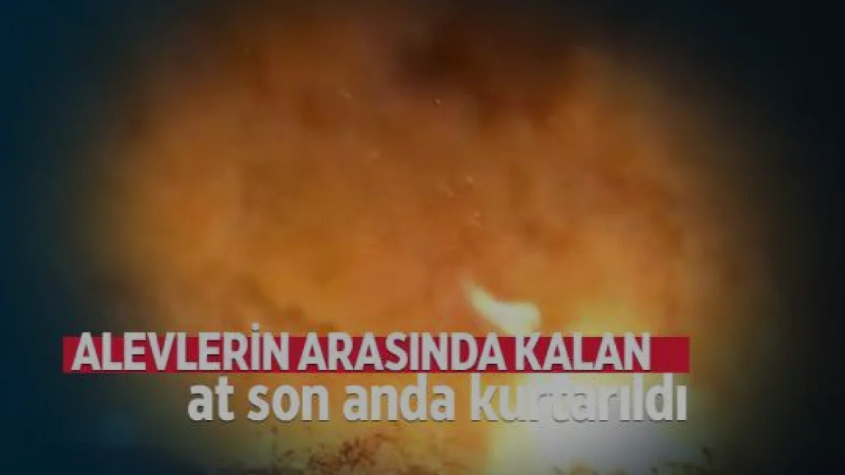 Denizli Çivril’de alevlerin arasında kalan at kurtarıldı